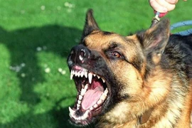 Chó hàng xóm cắn xé bé gái 22 tháng tuổi tử vong ở Nghệ An 