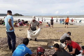 Dân Cửa Lò no nê “lộc biển” dạt đầy bờ sau bão