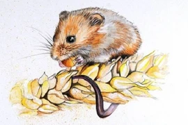 Tử vi ngày 30/12/2019 của 12 con giáp: Tý có Quý Nhân tương trợ tiền bạc vô kể