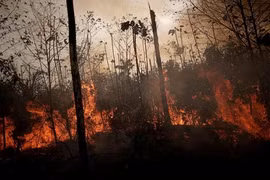 Cháy rừng Amazon: Brazil từ chối nhận viện trợ của G7