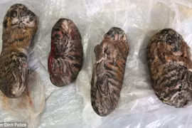 Báo Anh “choáng” vụ buôn bán hổ nấu cao ở Nam Định