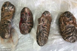 Báo Anh “choáng” vụ buôn bán hổ nấu cao ở Nam Định