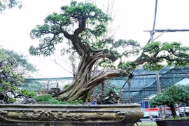 Ngắm cây sơ ri cổ thụ 100 năm tuổi, giá 500 triệu ở TP.HCM