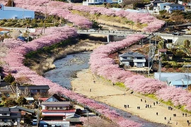 Ngây ngất trước thiên đường hoa anh đào Nhật Bản