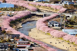 Ngây ngất trước thiên đường hoa anh đào Nhật Bản