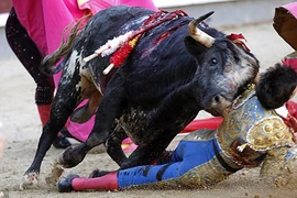 Đấu sĩ Tây Ban Nha bị bò tót húc...nhừ tử