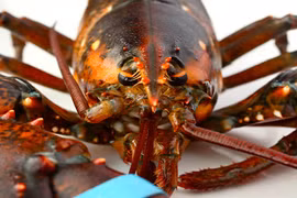 Australia: Bị phạt nặng vì ngược đãi... tôm hùm