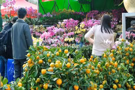 Người dân Hong Kong rộn ràng đón Tết 