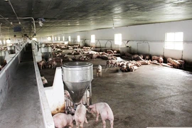 Đồng Nai: Hơn 1.739 cơ sở di dời, ngưng chăn nuôi khỏi khu vực không được phép