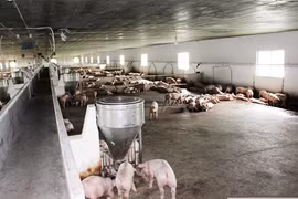 Đồng Nai: Hơn 1.739 cơ sở di dời, ngưng chăn nuôi khỏi khu vực không được phép