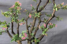 Cây dại cho hoa và quả đẹp mắt lên chậu thành bonsai, toả mùi thơm nức mũi, có cây 200 triệu đồng