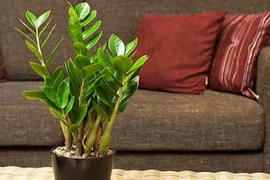 Nguyên nhân bất cứ nhà nào cũng nên trồng ngay cây kim tiền