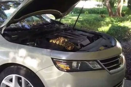 Ô tô không khởi động, mở nắp phát hoảng khi nhìn thấy trăn khủng