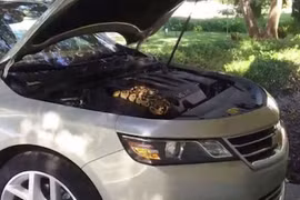 Ô tô không khởi động, mở nắp phát hoảng khi nhìn thấy trăn khủng