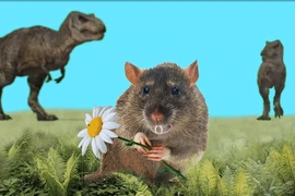 Tiết lộ "sốc" loài chuột có nọc độc ở 2 chân sau