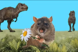 Tiết lộ "sốc" loài chuột có nọc độc ở 2 chân sau