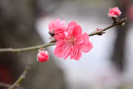 Ảnh: Đào Tết “khủng” giá bạc triệu mang xuân ra phố