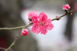 Ảnh: Đào Tết “khủng” giá bạc triệu mang xuân ra phố