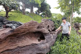 Bộ tiểu cảnh tùng la hán trên gỗ quý chào bán 3 tỷ đồng