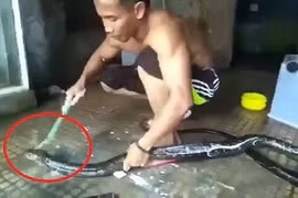 Thanh niên tắm, xỉa răng cho rắn khổng lồ như chăm thú cưng