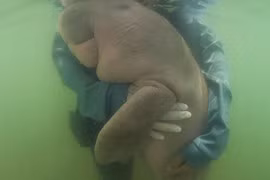 Bò biển lạc mẹ từng gây sốt chết tức tưởi vì điều ám ảnh