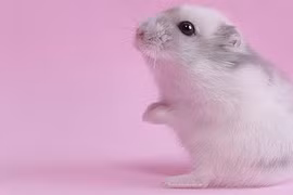 Nhật Bản thành công trong chọn giới tính cho chuột thụ tinh nhân tạo