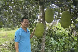 Sóc Trăng: Phát sốt với mít Thái 1,4 triệu/quả, bán cả vườn được hơn 1,1 tỷ