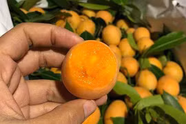 Sốt quả thanh trà: Giá “chát”, chưa kịp về đã cháy hàng 