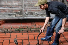 Đột nhập làng nuôi mãng xà độc nhất Thủ đô Hà Nội