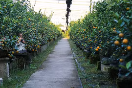 Kiếm hàng trăm triệu nhờ trồng quất cảnh 12 con giáp