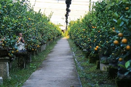 Kiếm hàng trăm triệu nhờ trồng quất cảnh 12 con giáp