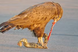 Cảnh tượng chim đại bàng và rắn nâu đấu đá tàn khốc