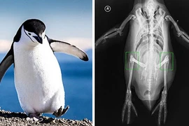 Sự thật thú vị về động vật không hề có trong sách giáo khoa 