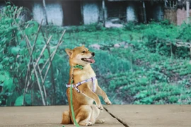 Đạo diễn cương quyết để chó Nhật đóng “Cậu Vàng” dù gây tranh cãi