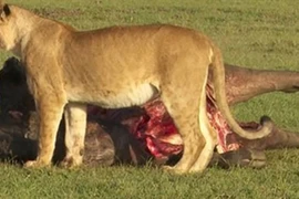 Linh cẩu đi đánh "hội đồng", cướp trắng mồi của sư tử