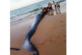 Xác 'ông' cá voi nặng 2 tấn, dài 5m dạt vào bờ biển Khánh Hoà