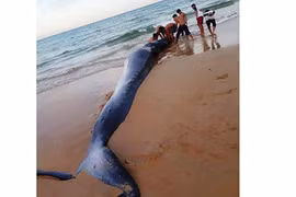 Xác 'ông' cá voi nặng 2 tấn, dài 5m dạt vào bờ biển Khánh Hoà