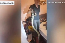 Cận cảnh bắt trăn "quái vật" dài 1,7m trong nhà dân