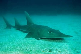 Cá giống dài và những loài vừa vào sách đỏ vì nguy cơ tuyệt chủng