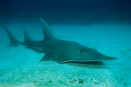 Cá giống dài và những loài vừa vào sách đỏ vì nguy cơ tuyệt chủng