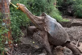 “Cụ rùa” khổng lồ 100 tuổi gây sốt vì khả năng sinh sản cao