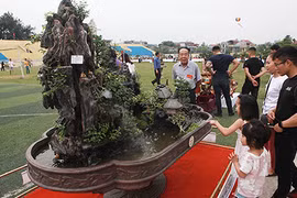 Chiêm ngưỡng “Việt Bắc thu nhỏ” được “hét” giá 500 triệu đồng 