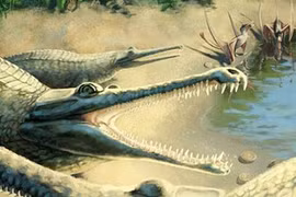 Phát hiện loài cá sấu biển có hàm răng đáng sợ