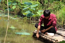 Đút từng thìa cơm cho đàn cá ăn, tiết lộ bí mật từ thời ông truyền lại
