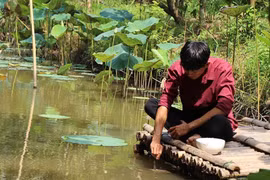 Đút từng thìa cơm cho đàn cá ăn, tiết lộ bí mật từ thời ông truyền lại
