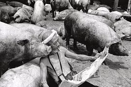 Lạ lùng cảnh âu yếm lợn như con của lão nông Nhật