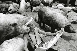 Lạ lùng cảnh âu yếm lợn như con của lão nông Nhật