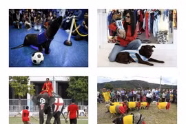 Muôn màu động vật cổ động World Cup 2014