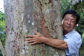 Kỳ lạ 'cụ' sầu riêng 100 tuổi trĩu quả, hai người ôm không xuể