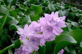 5 loại rau dân dã ở Việt Nam nhưng là “thần dược” đắt giá ở các quốc gia khác